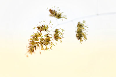 Close-up of bee on flowering plant against white background