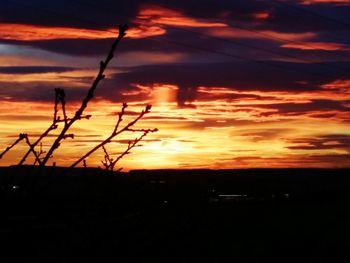 Silhouette of trees at sunset