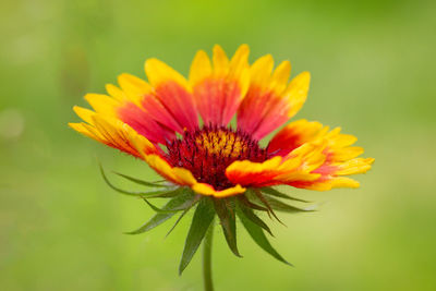 Close-up of yellow flower