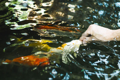 Swimming in a lake