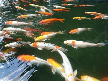 High angle view of koi carps swimming in water