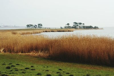 Scenic view of field against clear sky