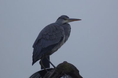 Low angle view of birds perching on tree