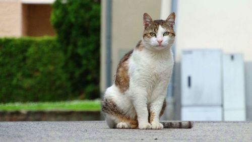 Portrait of a cat looking away