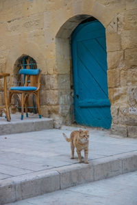 The light brown cute cat sit in the front of the house