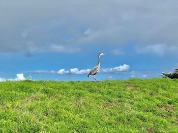 Bird on a field