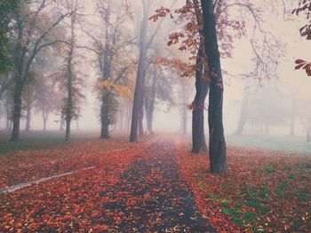 Trees in forest during autumn