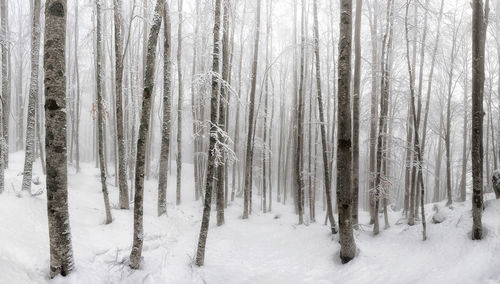 Trees in snow covered forest