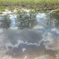 Reflection of trees in water