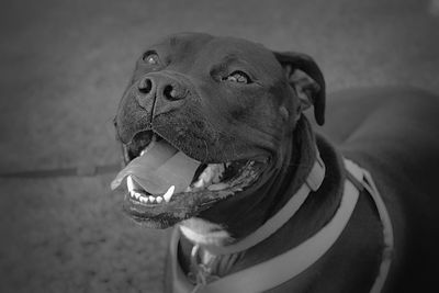 Close-up of dog looking away