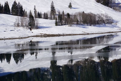 Panoramic shot of trees by lake during winter