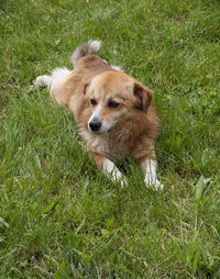 Dog lying on grassy field