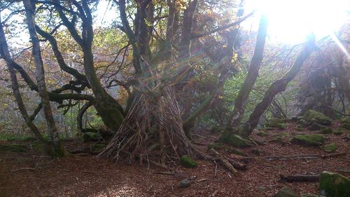 Sun shining through trees