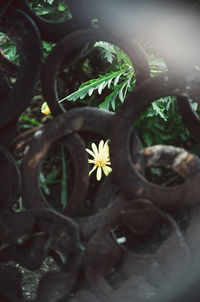 Close-up of potted plant