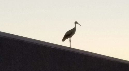 Low angle view of birds perching on ceiling