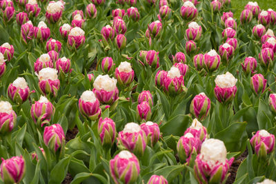 Close-up of pink tulips blooming on field