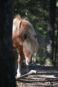 Close-up of an animal