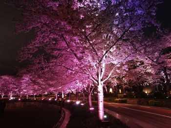 Road with trees in background at night