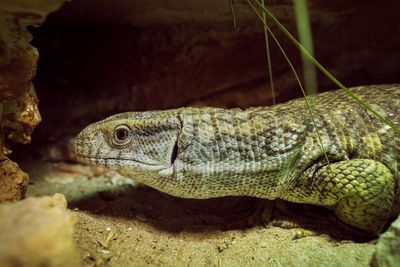 Close-up of lizard on rock