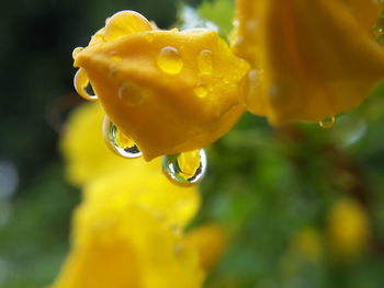 Close-up of water drops on flower