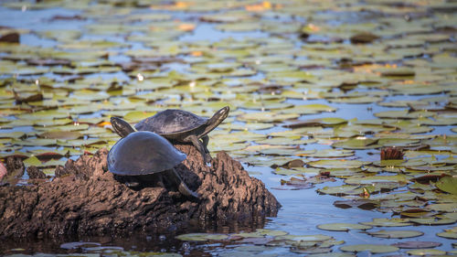 Turtles on a lake