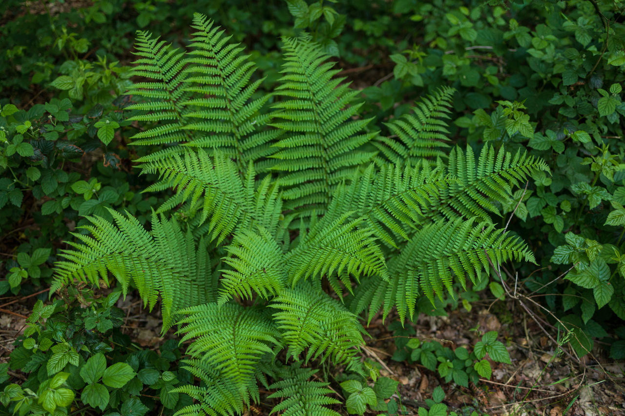 HIGH ANGLE VIEW OF FERN LEAVES ON TREE TRUNKS