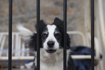 Close-up portrait of dog