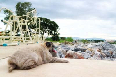 Cat resting on rock against sky