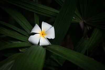 Close-up of white flowering plant