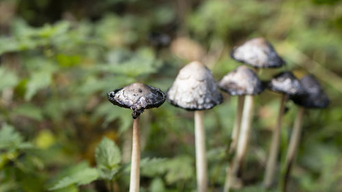 Close-up of mushroom growing on land