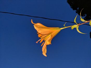 Low angle view of yellow flower against blue sky