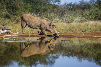 Lioness drinking water from lake