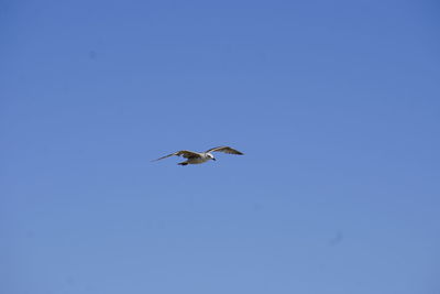 Low angle view of bird flying in sky