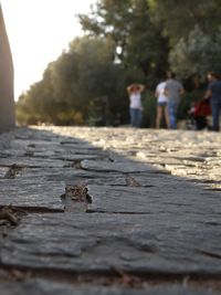 Surface level of plants