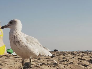 Close-up of seagull on beach against sky