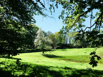 Trees on field against sky