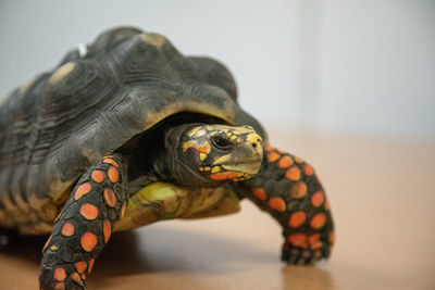 Close-up of a turtle