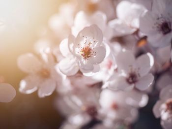 Close-up of white cherry blossom