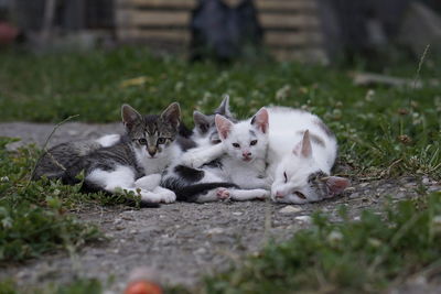 Portrait of cats lying on field