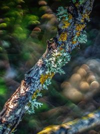 Close-up of lizard on tree trunk