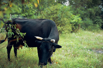 Cows standing in a field