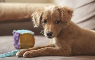 Portrait of dog at home