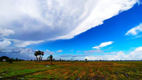 Scenic view of agricultural field against sky