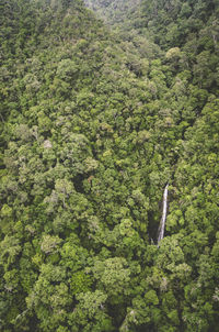 High angle view of trees growing in forest