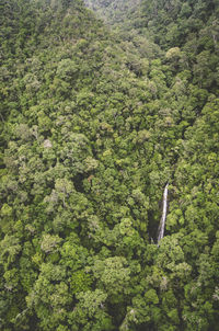 Aerial view of trees in forest