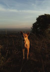 Portrait of dog