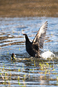 Duck swimming in lake