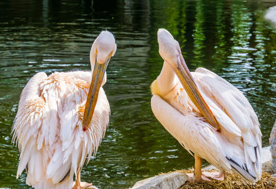 View of birds in lake