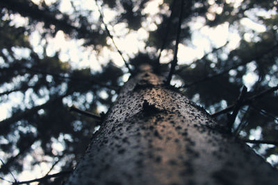 Low angle view of tree in forest