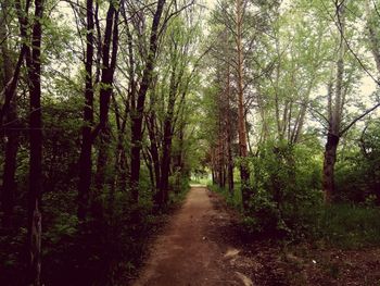 Road amidst trees in forest